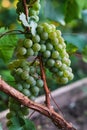 Bunch of ripe grapes hangs from a vine Royalty Free Stock Photo