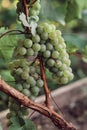 Bunch of ripe grapes hangs from a vine Royalty Free Stock Photo