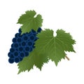 A bunch of ripe grapes with leaves.