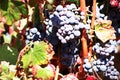 bunch of ripe grapes in vineyard Royalty Free Stock Photo