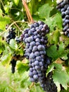 Bunch of ripe grapes for red wine making growing on vines at Italian vineyard Royalty Free Stock Photo