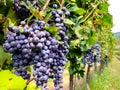 Bunch of ripe grapes for red wine making growing on vines at Italian vineyard Royalty Free Stock Photo