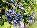 Bunch of ripe grapes for red wine making growing on vines at Italian vineyard Royalty Free Stock Photo