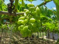 bunch of ripe grapes on a tree in the vineyard Royalty Free Stock Photo