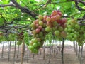 bunch of ripe grapes on a tree in the vineyard Royalty Free Stock Photo