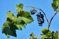 Bunch of ripe grapes on a vine