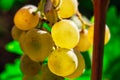 Bunch of ripe grapes on the vine in vineyard Royalty Free Stock Photo