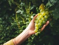 A bunch of ripe grapes in a woman& x27;s hand in a vineyard. Harvesting and winemaking concept Royalty Free Stock Photo