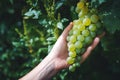 A bunch of ripe grapes in a woman& x27;s hand in a vineyard. Harvesting and winemaking concept Royalty Free Stock Photo