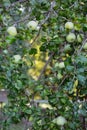 A bunch of ripe green apple varieties Antonovka on a branch illuminated by the morning sun and dew.