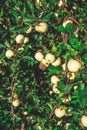 A bunch of ripe green apple varieties Antonovka on a branch illuminated by the morning sun.