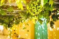 Bunch of ripe green grapes are growing on the grapevine terrace overhead traditional Greek house. Ideal sweet fruit for Royalty Free Stock Photo