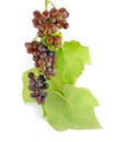 Bunch of Ripe Green Grapes with Leaf Royalty Free Stock Photo