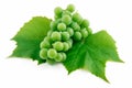 Bunch of Ripe Green Grapes with Leaf Isolated Royalty Free Stock Photo