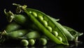 Bunch of ripe green pods with fresh peas against black background
