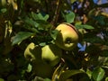 Bunch of ripe green and slightly red colored apples in the treetop of an apple tree in an orchard in Bad Teinach-Zavelstein. Royalty Free Stock Photo