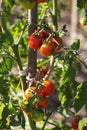 A bunch of ripe and green tomatoes on a branch, small cherry tomatoes. Harvesting vegetables, agriculture Royalty Free Stock Photo