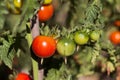 A bunch of ripe and green tomatoes on a branch, small cherry tomatoes. Harvesting vegetables, agriculture Royalty Free Stock Photo