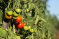 A bunch of ripe and green tomatoes on a branch, small cherry tomatoes. Harvesting vegetables, agriculture. Place for text Royalty Free Stock Photo