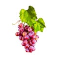 Bunch of ripe, juicy, fresh red grapes with green leaves. Isolated on white. Berries. Royalty Free Stock Photo