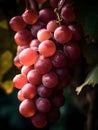 Bunch of ripe juicy grapes on branch in vineyard Royalty Free Stock Photo