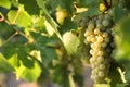 Bunch of ripe juicy grapes on branch in vineyard. Space for text Royalty Free Stock Photo