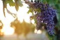 Bunch of ripe juicy grapes on branch in vineyard. Space for text Royalty Free Stock Photo