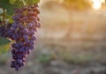 Bunch of ripe juicy grapes on branch in vineyard. Space for text Royalty Free Stock Photo