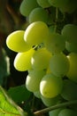 Bunch of ripe juicy green grapes in the garden, closeup. Large translucent golden-green berries of grape