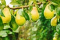 Bunch of Ripe juicy pears hanging on tree branches in fruit garden. summer autumn nature background. yellow green Pear for harvest Royalty Free Stock Photo