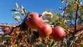 Bunch of ripe juicy red apples on tree branch Royalty Free Stock Photo