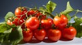 A bunch of ripe juicy red tomatoes on the vine Royalty Free Stock Photo