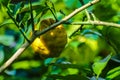 Bunch of ripe lemon. Ripe lemon hanging on a tree. Bunch of fresh ripe lemons on a lemon tree branch in sunny garden Royalty Free Stock Photo