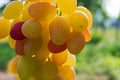 Bunch of ripe multicolored insolated  grapes Royalty Free Stock Photo