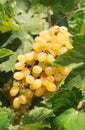 Bunch of ripe muscat grapes closeup, sunlit