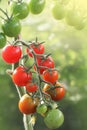 Bunch of ripe natural cherry red tomatoes growing in a greenhouse ready to pick