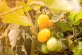 Bunch of ripe natural yellow tomatoes in water drops growing in a greenhouse ready to pick