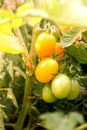 Bunch of ripe natural yellow tomatoes in water drops growing in a greenhouse ready to pick Royalty Free Stock Photo