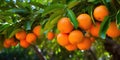 A Bunch Of Ripe Oranges Hanging On A Tree In An Orange Garden In Spain Showcasing The Beauty Of Fresh Produce