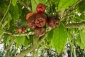 Bunch Ripe Otaheite Apples On Branch