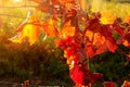 A bunch of ripe pink grapes and red leaves on a sunny warm day in the vineyard Royalty Free Stock Photo