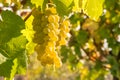 Bunch of ripe pinot gris grapes growing on vine in organic vineyard with copy space Royalty Free Stock Photo