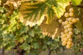 Bunch of ripe pinot gris grapes growing on vine in organic vineyard Royalty Free Stock Photo