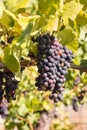 Bunch or ripe pinot noir grapes on vine in vineyard Royalty Free Stock Photo