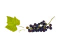 Bunch of ripe pinot noir grapes on white background Royalty Free Stock Photo