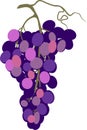 Bunch of ripe purple grapes