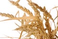 Bunch of ripe raw wheat spikelets with leaves on stems isolated on white background