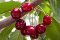 Bunch of ripe red cherries on a branch Royalty Free Stock Photo