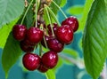 Bunch of ripe red cherries on a branch. Royalty Free Stock Photo