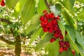 Ripe red cherries on cherry tree branch in cherry orchard Royalty Free Stock Photo